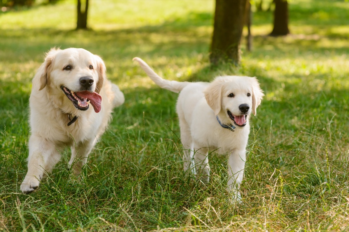 Golden retriever on walk funny pet stories