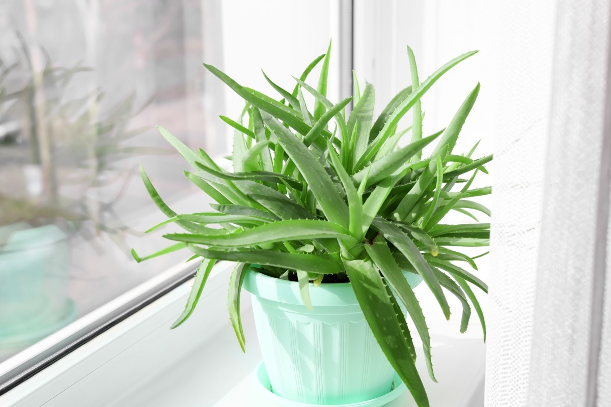 aloe vera houseplant