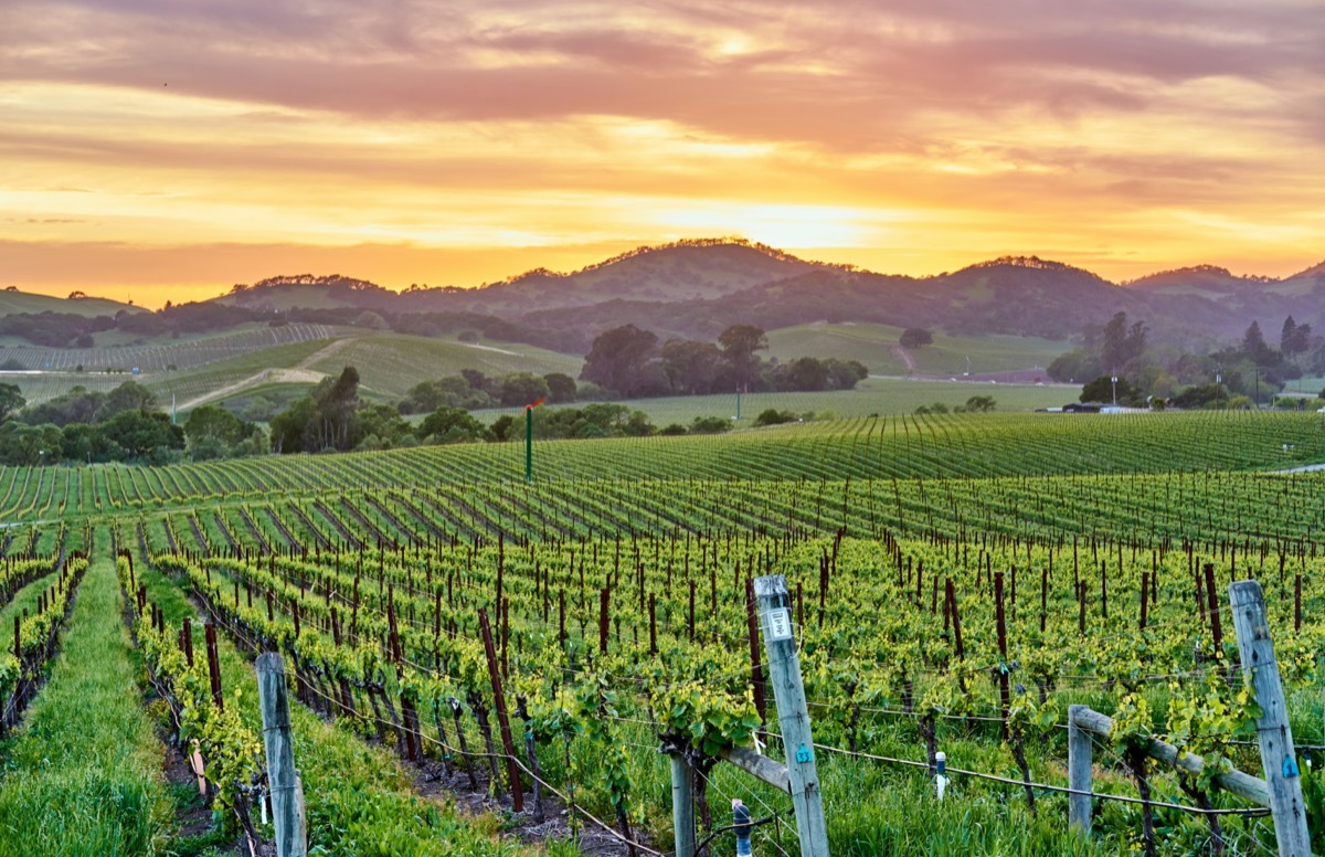 vineyards landscape napa valley california