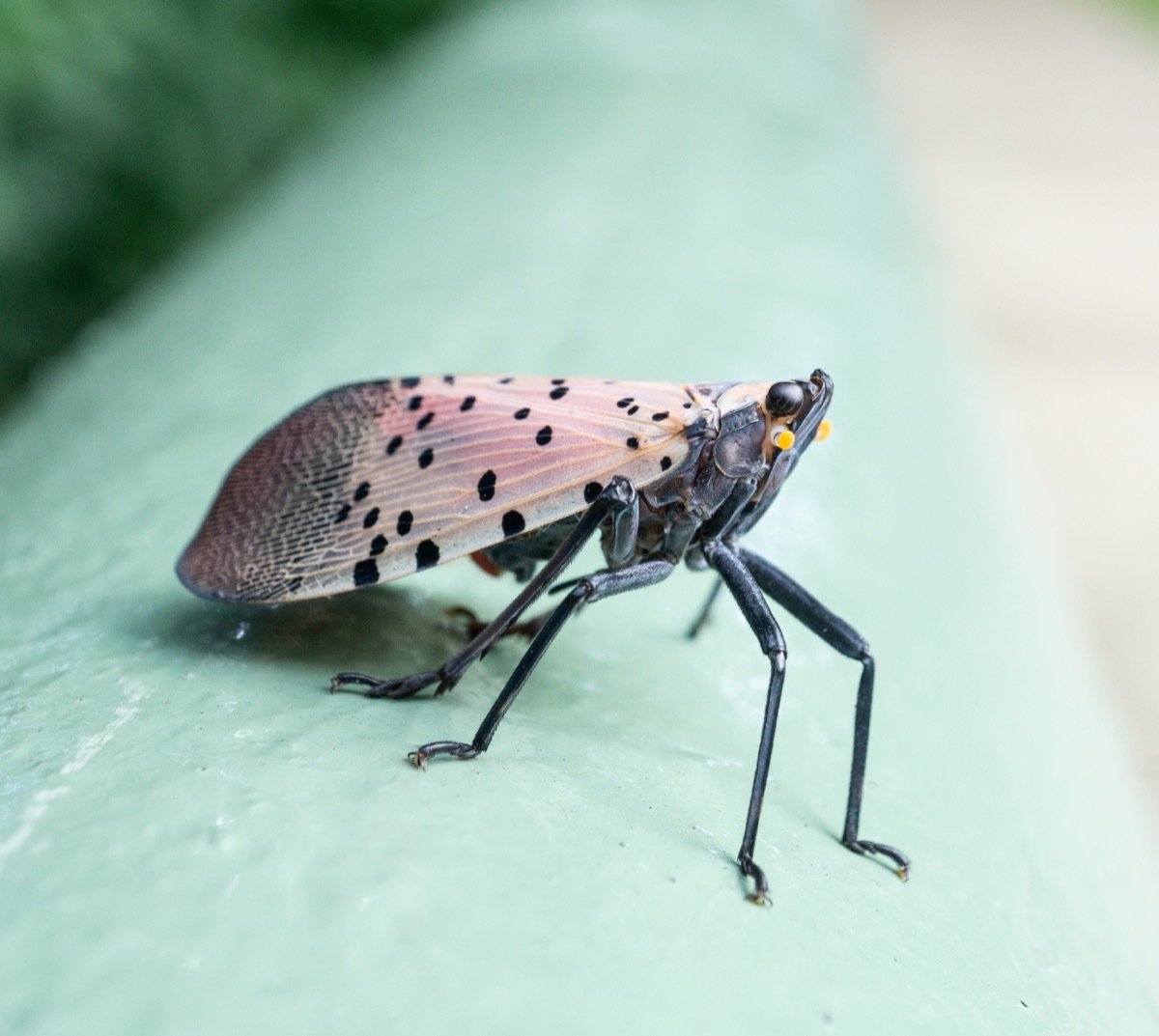 Spotted lanternfly