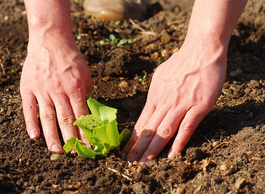 destroying your garden