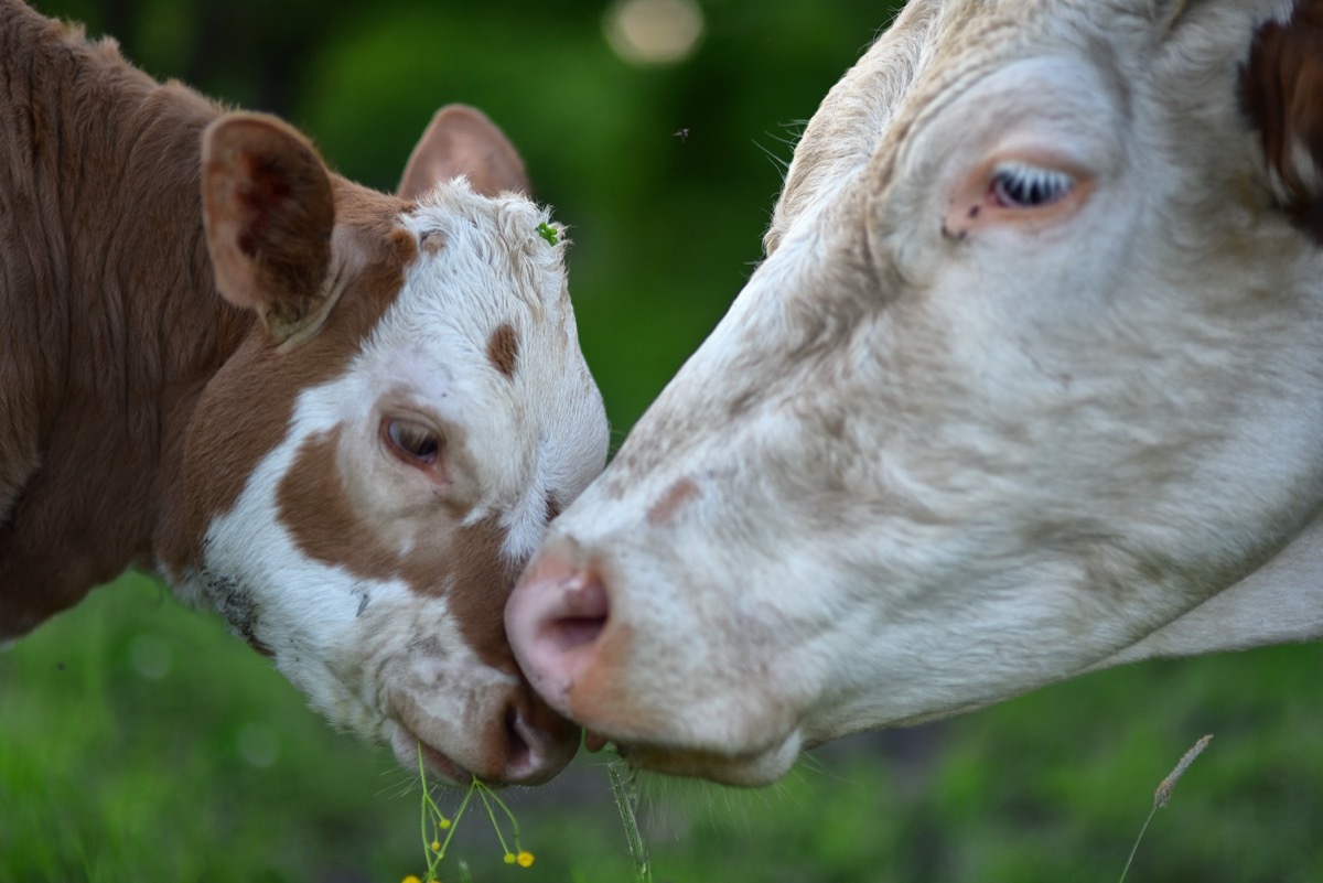 cows booping snoots, cow photos