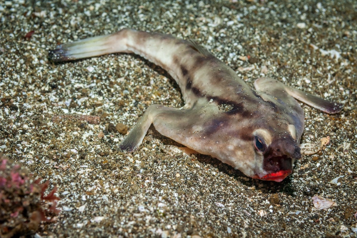 Red lipped batfish