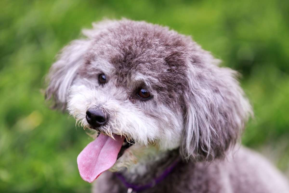 Schnoodle Mixed Breed Dogs