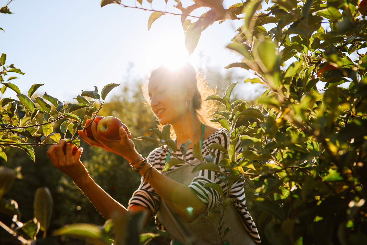 Female worker on the organic apples farm, carrying crates and doing field work.