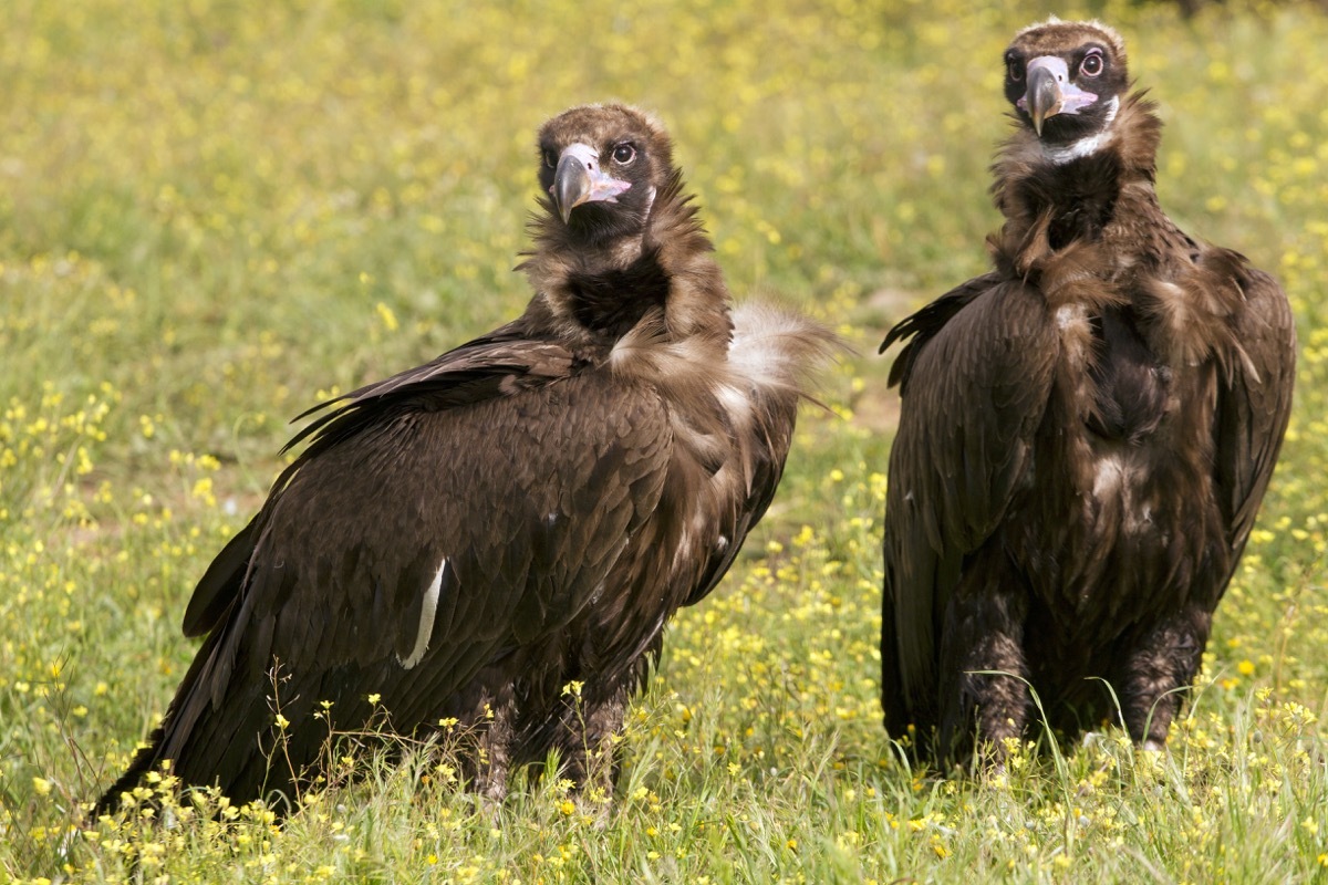 A bonded pair of black vultures