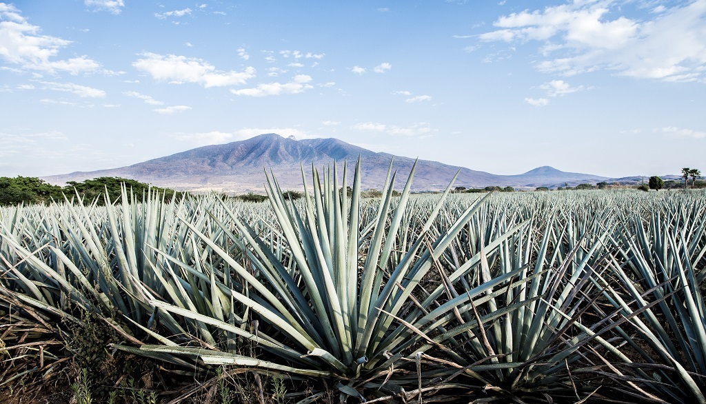 Agave plants terrifying plants