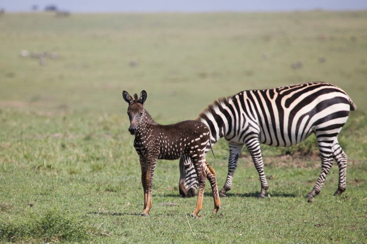 polka dot zebra foal