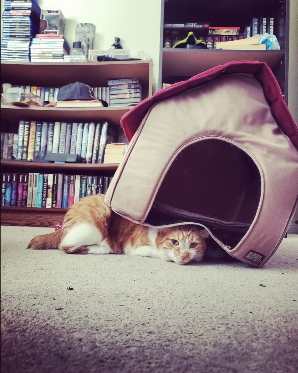 cat under cat house adorable cat photos