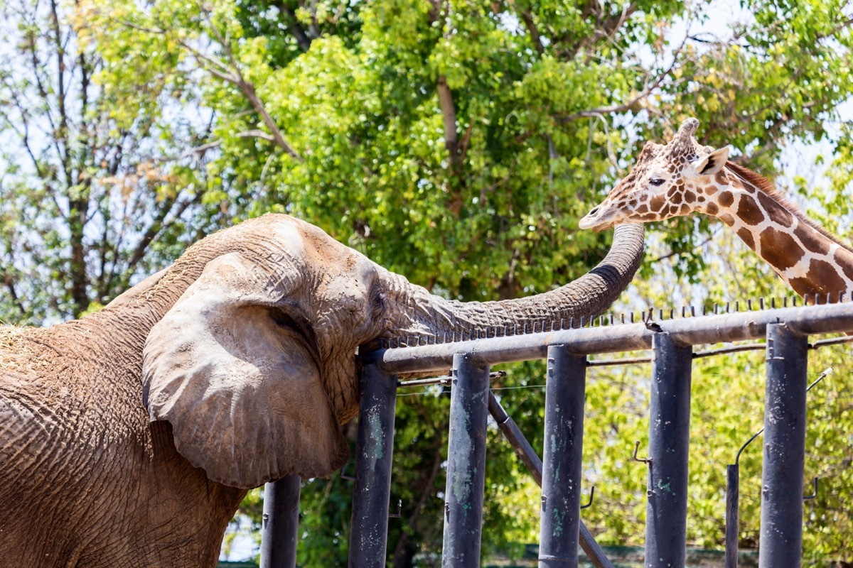 Giraffe and elephant hanging out