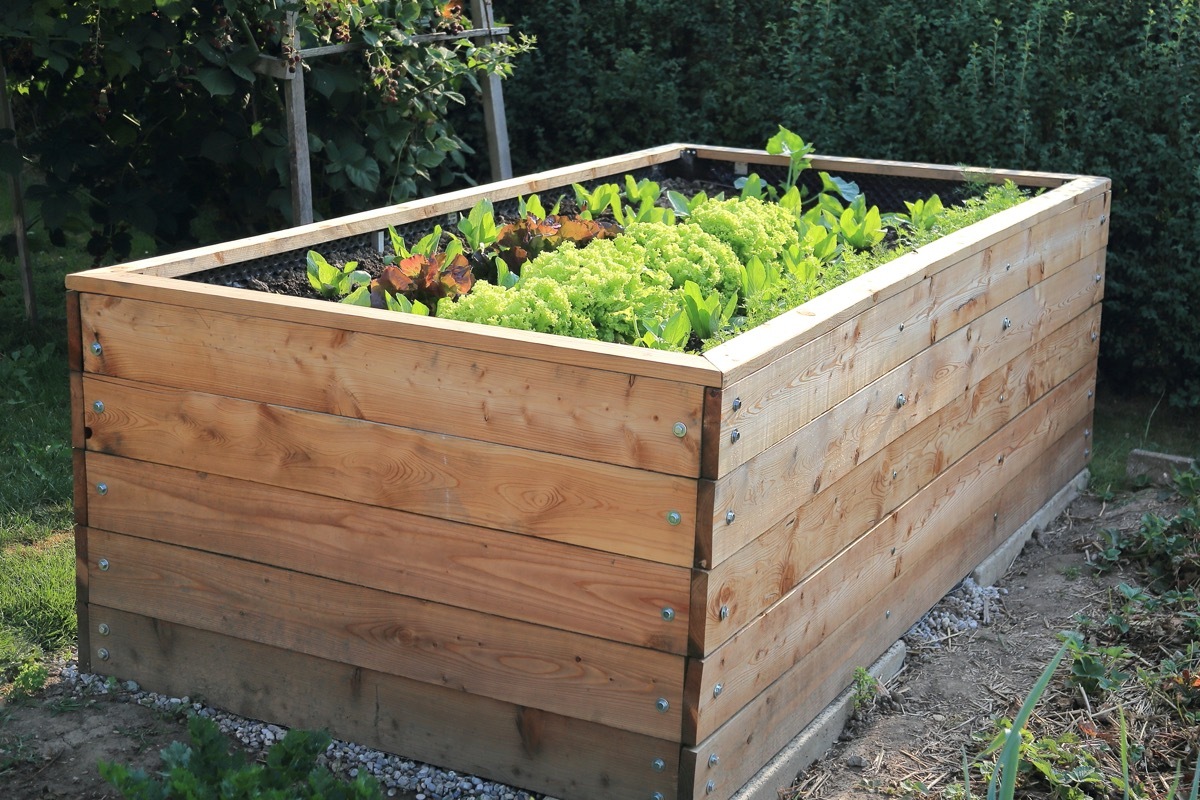 raised bed in garden