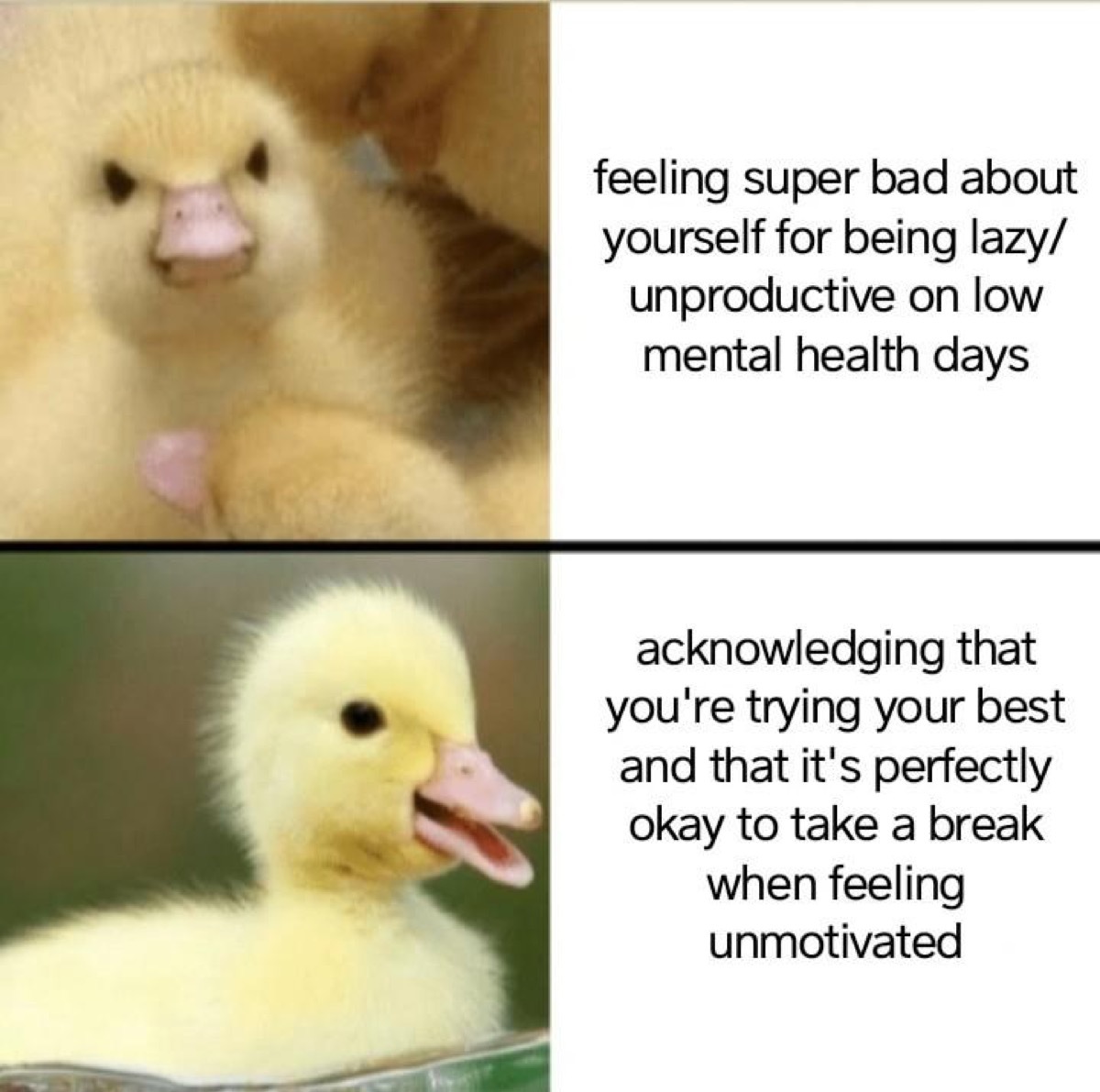 Photo of angry duckling with caption 