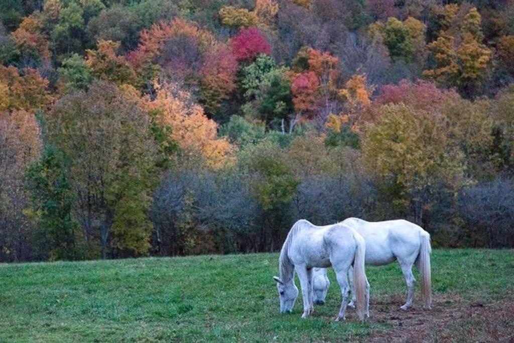 Horse Sanctuary South Kortright, New York airbnb