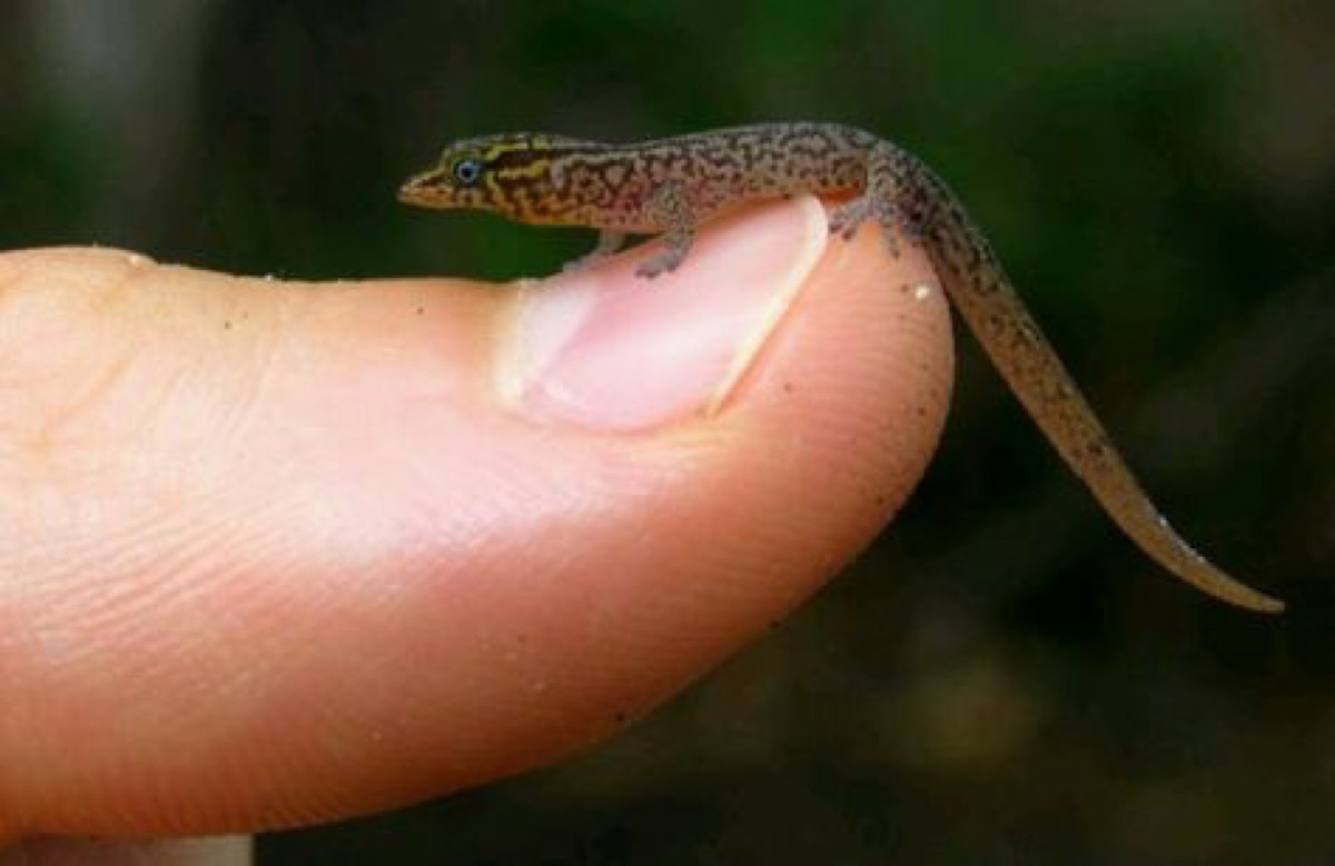 Dwarf Gecko