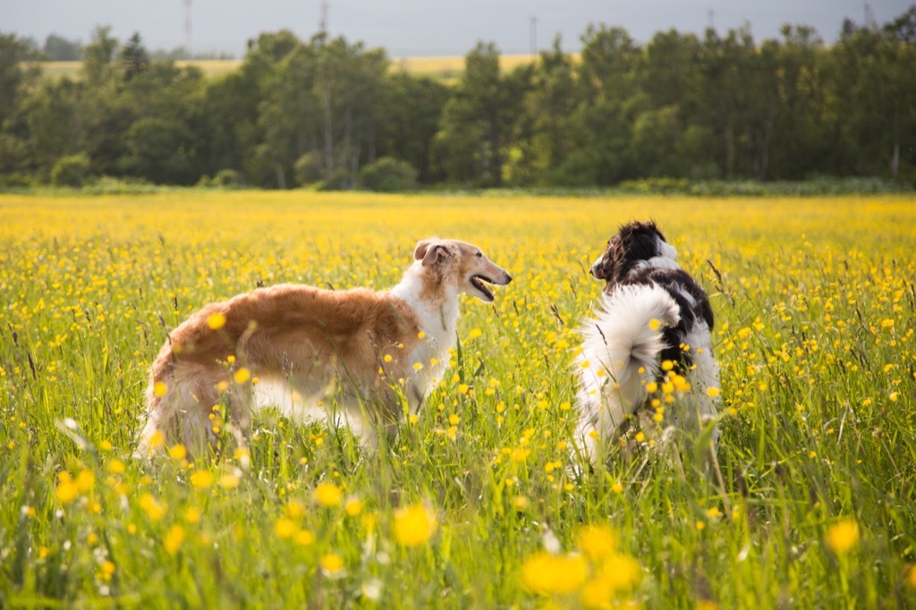 Two Dogs Walking Animal Jokes