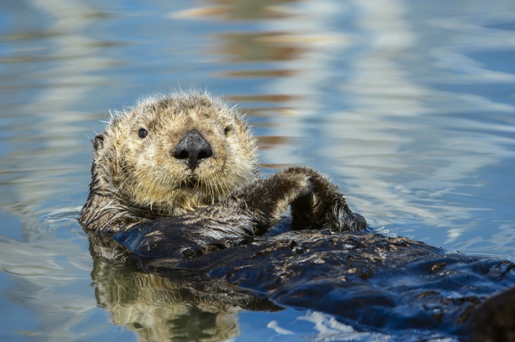 Sea otter swimming