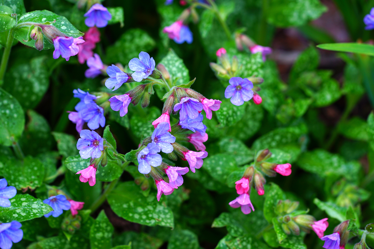 Pulmonaria (lungwort) purple flowers in the spring garden