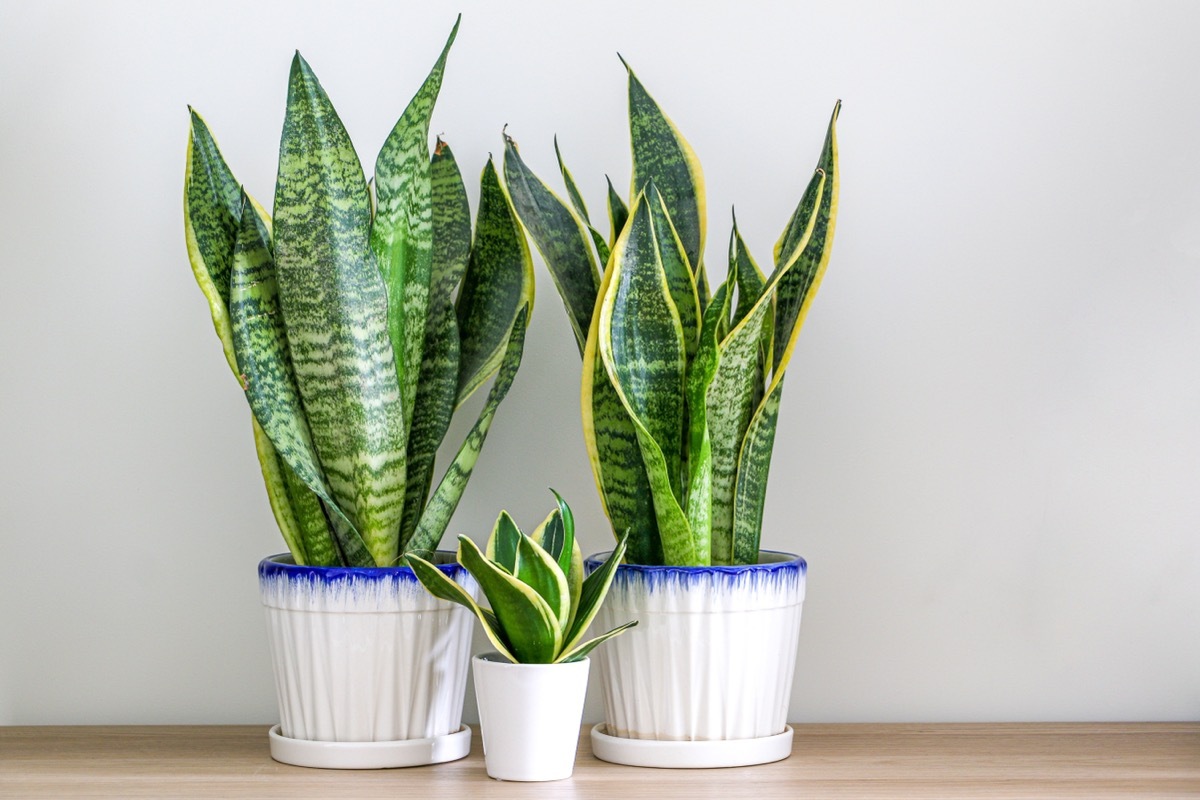 Three Snake Plants