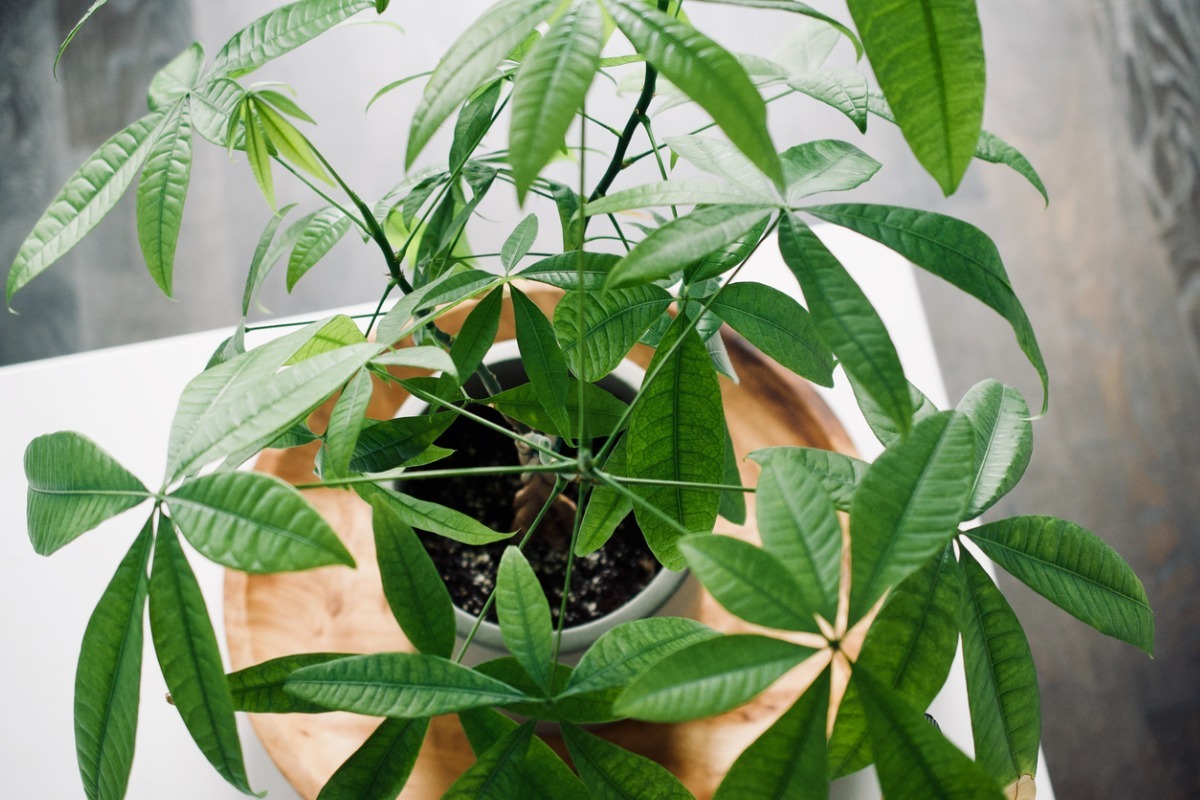 money tree plant