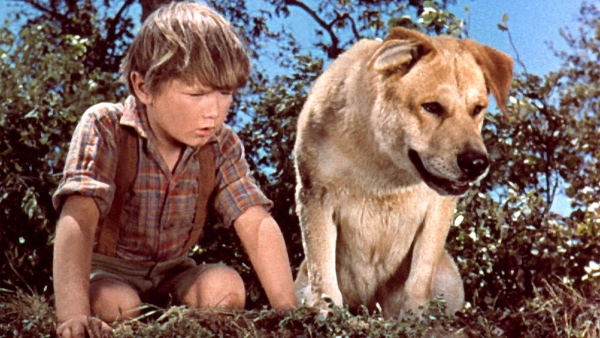 still from old yeller