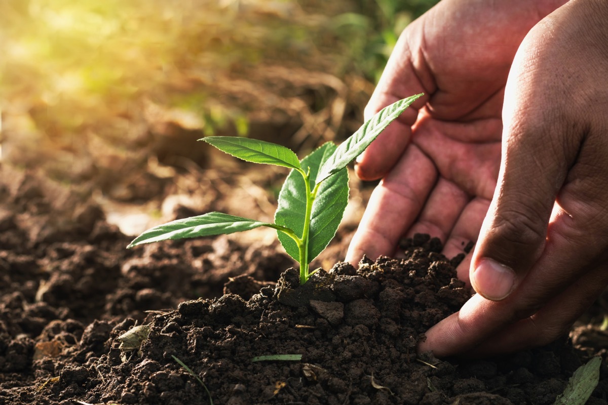 Hands in Soil with a Sprout