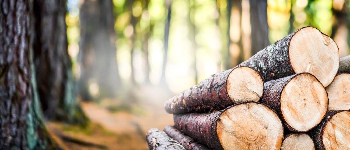 Stack of Logs