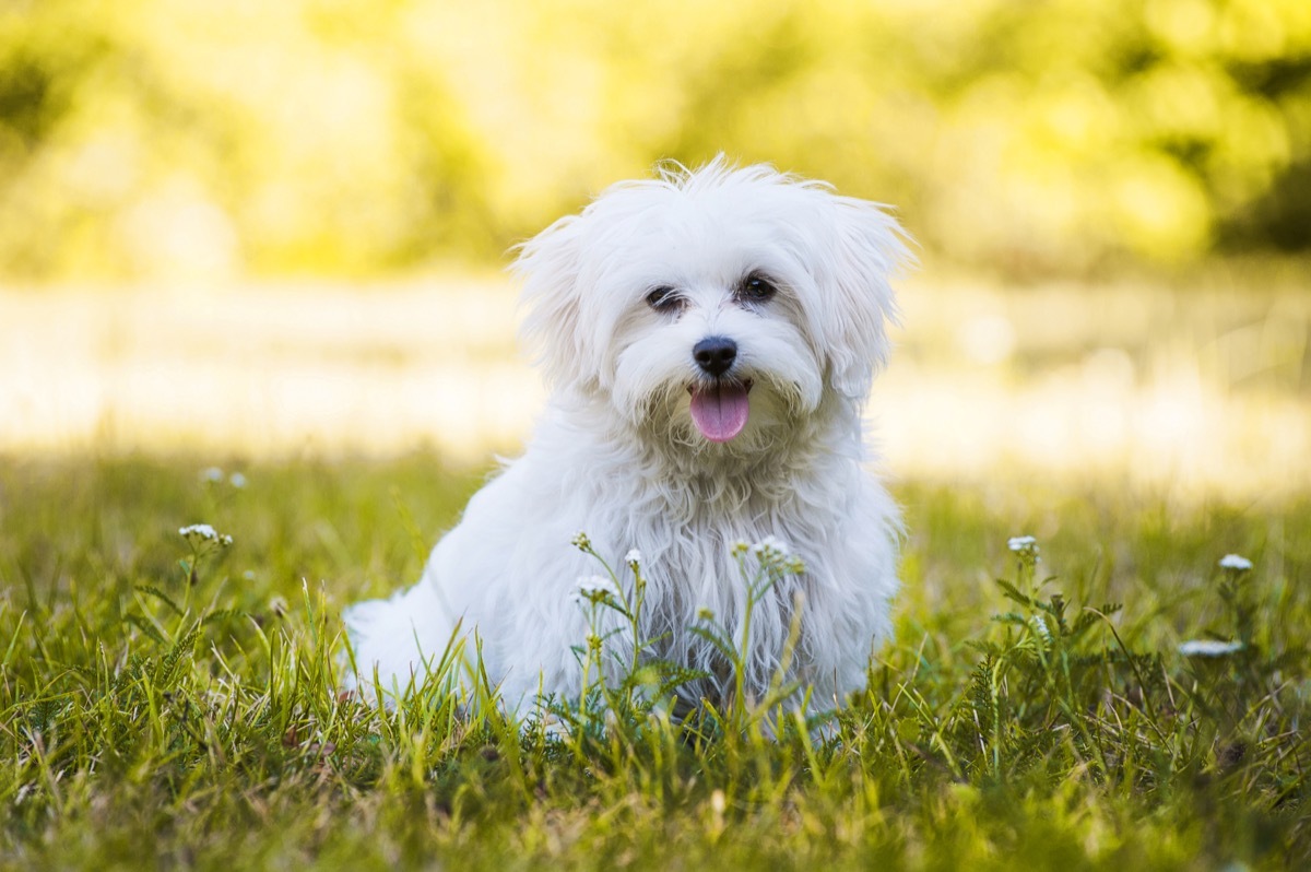 Maltese in Grass