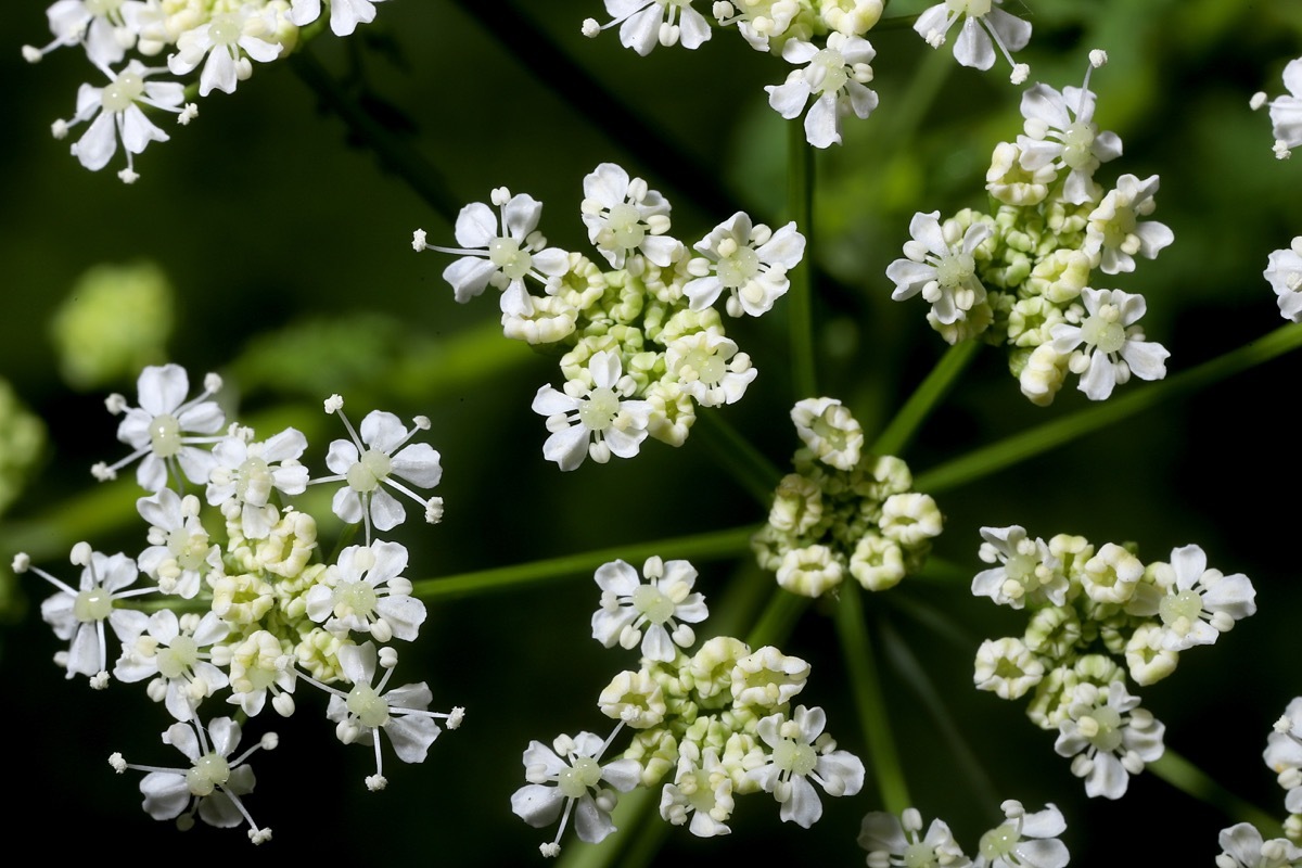 Small white inflorescence of this famous highly poisonous plant