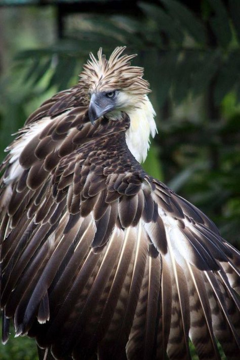 Philippine Eagle