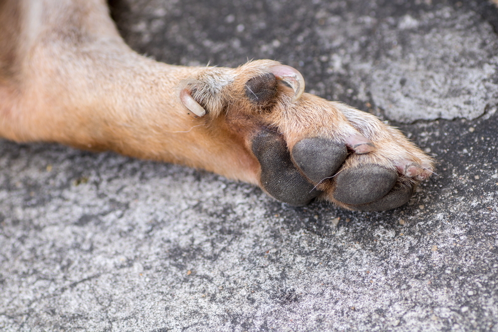 Close up of a dog's dew claw