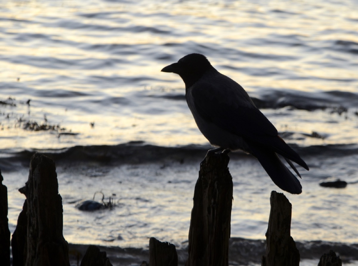 raven perched near the water