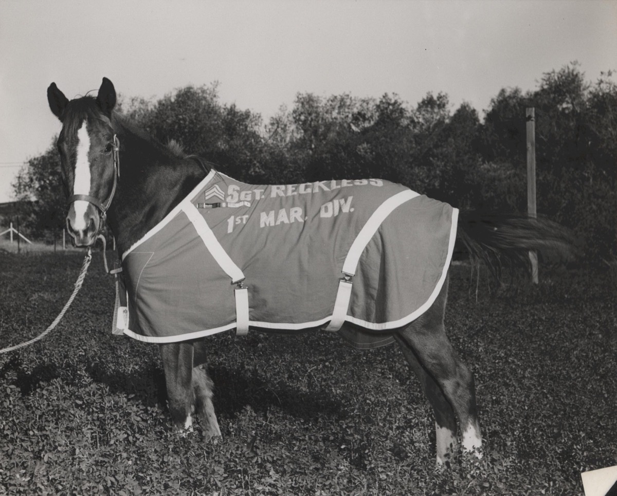 Sergeant Reckless