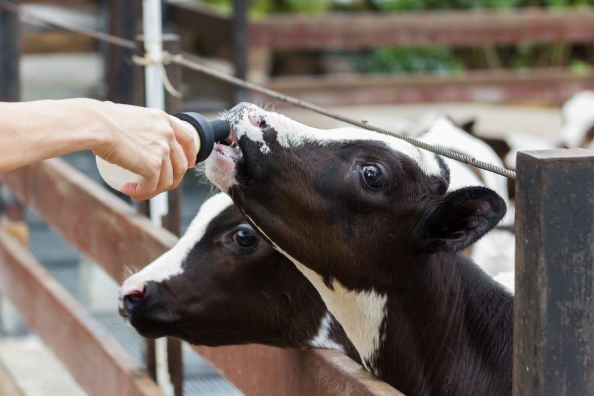 cow drinking from bottle, cow photos