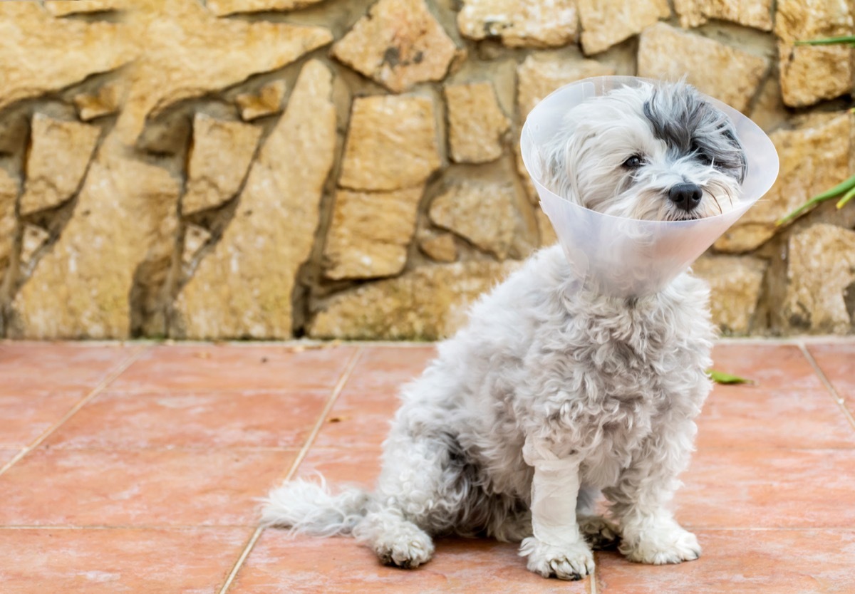 Havanese dog with a cone on his head