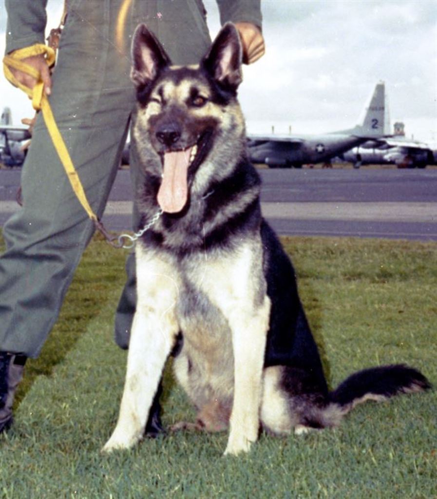 Nemo Air Force dog