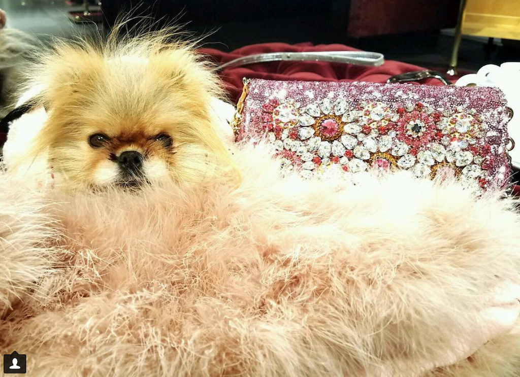 Giggy Vanderpump Pets Living the Good Life