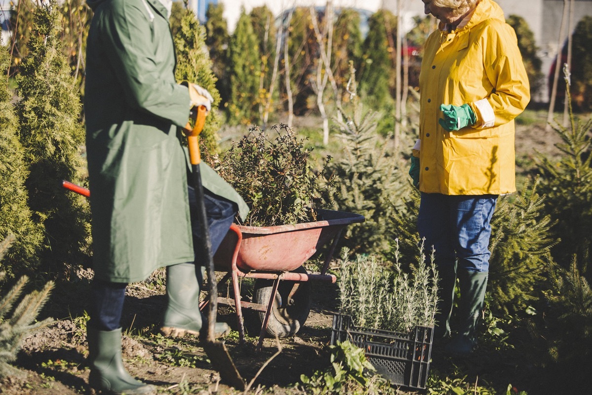 christmas tree farm workers