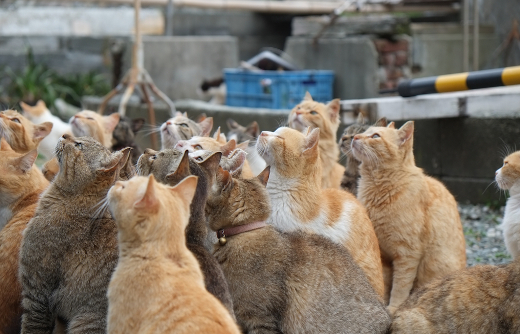 Aoishima Cat Island Japan