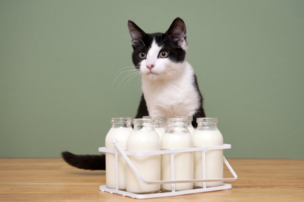 cats like milk but are often lactose intolerant