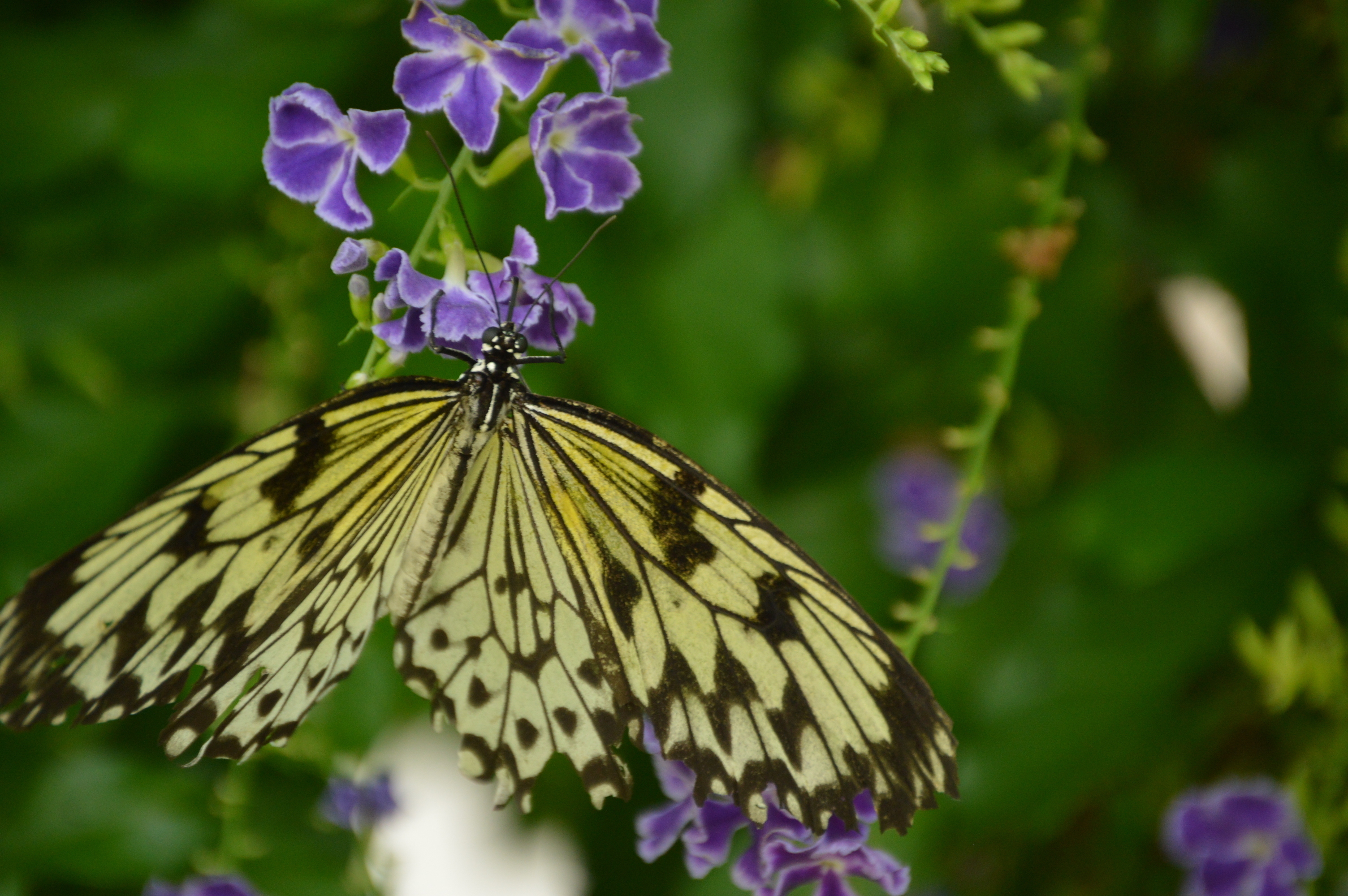 butterfly wonderland in phoenix