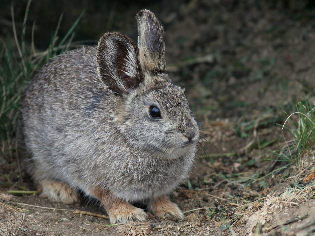 Pygmy Rabbit Smallest Animals