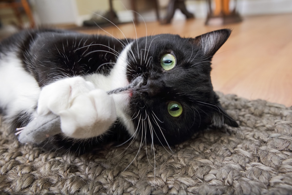 a tuxedo cat playing with catnip - why do cats like catnip so much