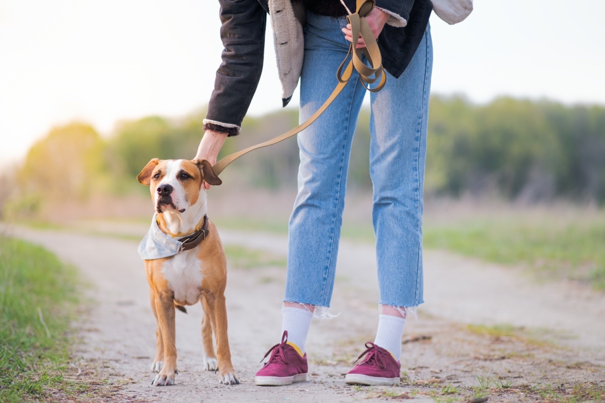 Owner walking dog