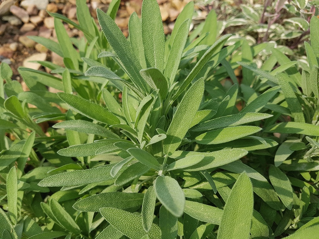 spanish sage, OTC pills that make you smarter