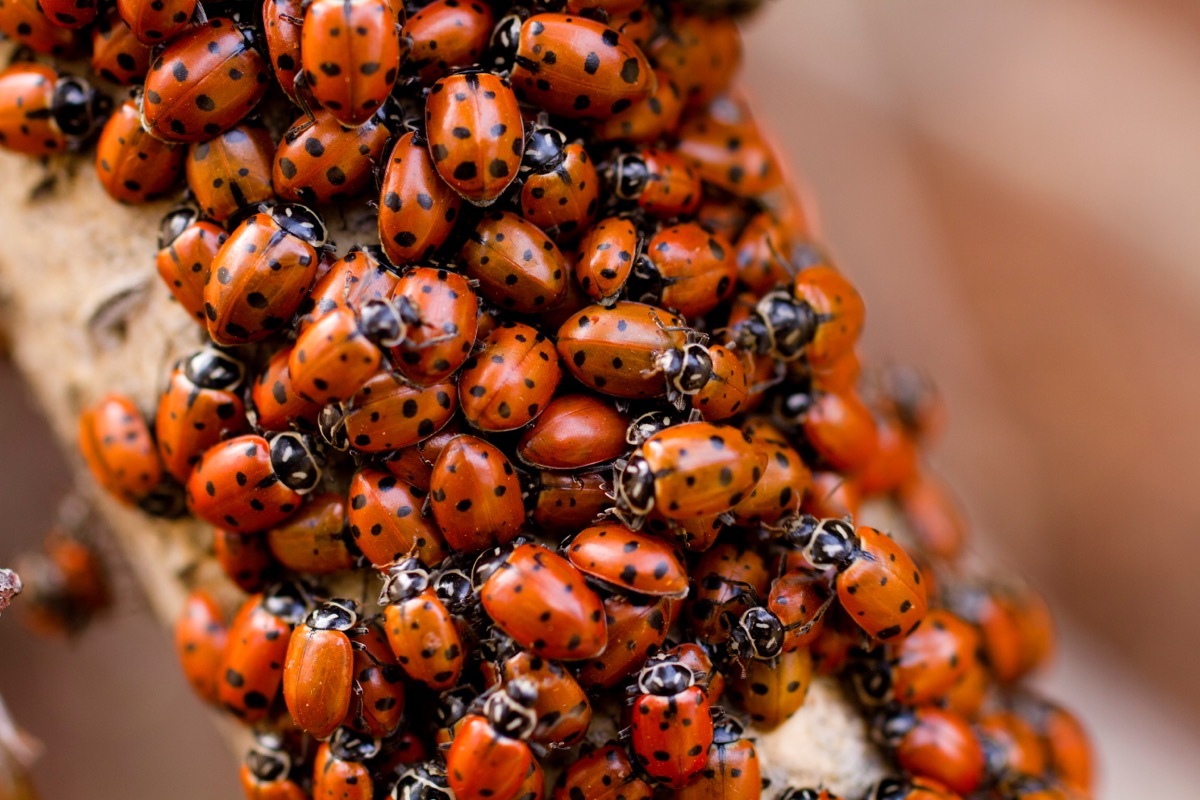 congregation of ladybugs