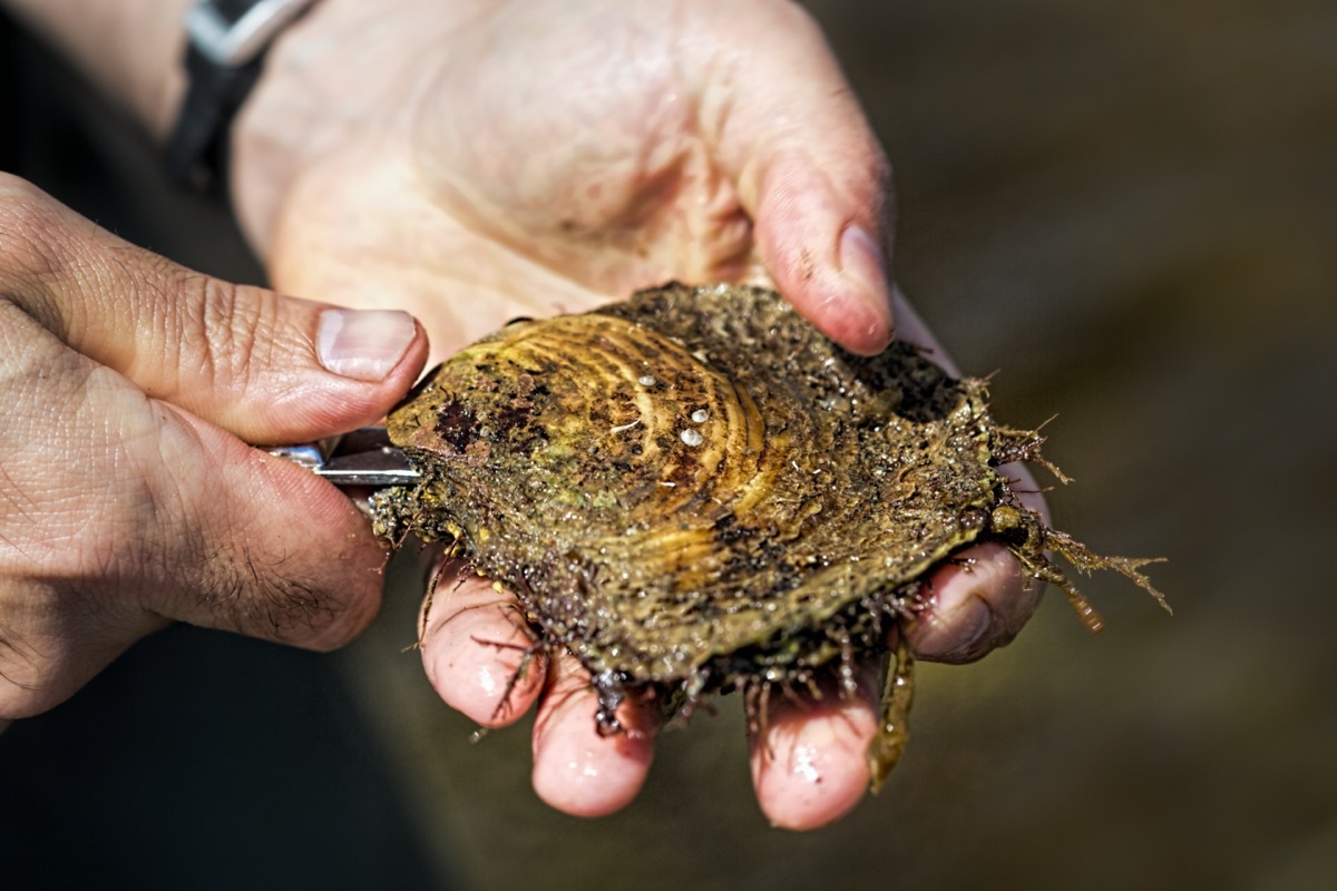 Man shucking live oyster