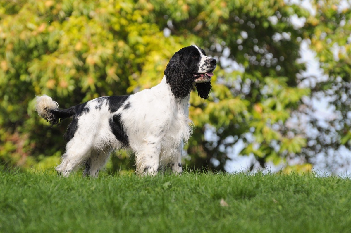 english springer spaniel dog, top dog breeds