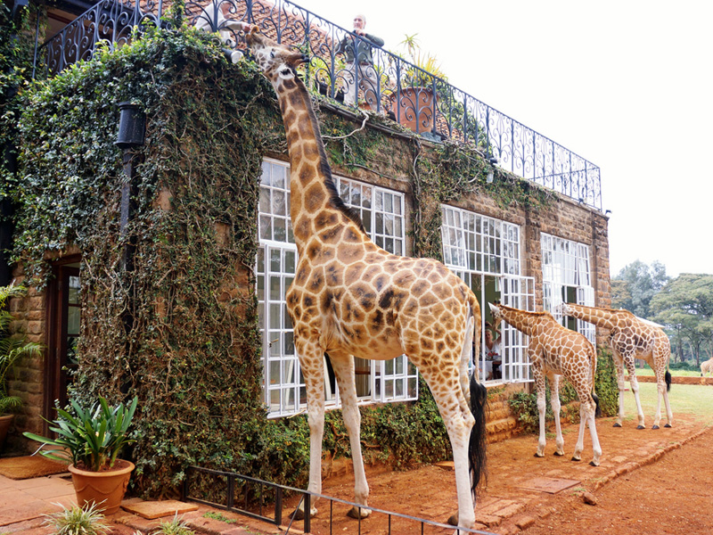 2) Giraffe Manor, Kenya 1