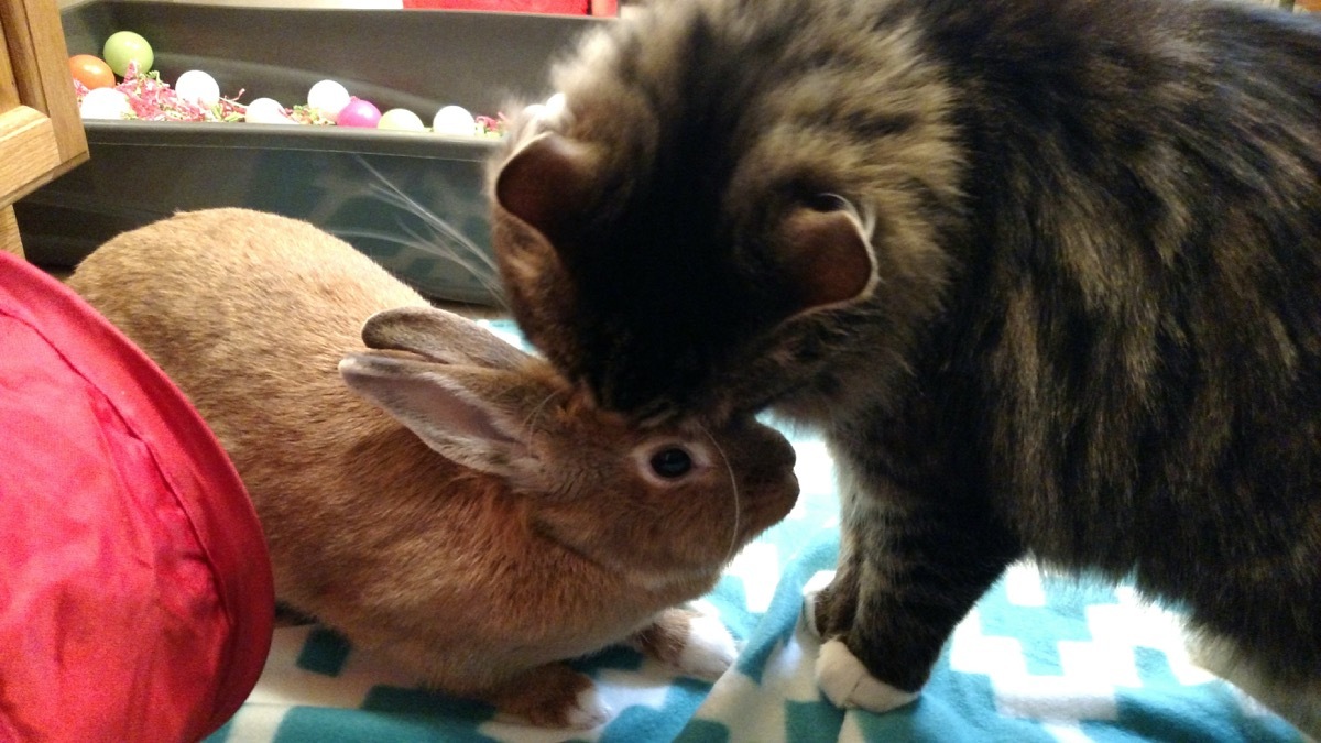 Cat kissing baby bunny