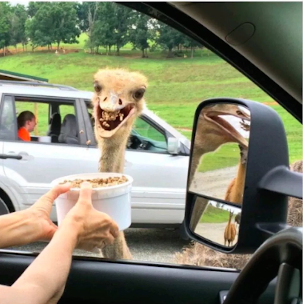 ostrich funny photo